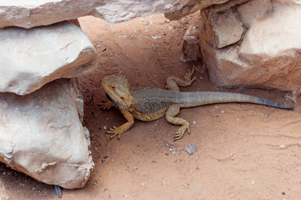 Ящерица - Pogona vitticeps - Бородатая Агама сидит на земле в й — стоковое фото