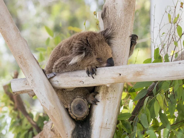 Gan Guru kanguru Kibut Park'ta kesilen ağaçlarda Koala uyur — Stok fotoğraf