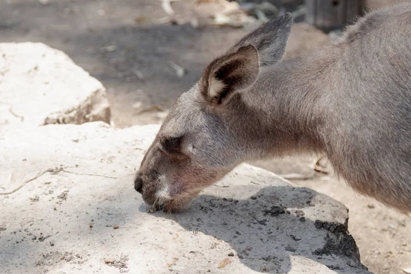 Kanguru gıda sıfırdan güneşli bir günde yiyor — Stok fotoğraf