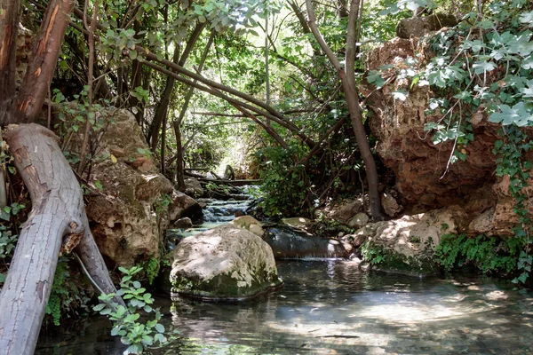 Arroyo de lodo que pasa a través del bosque en el norte de Israel — Foto de Stock