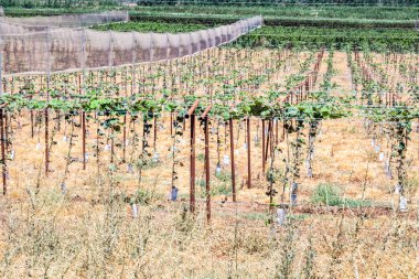 İsrail Golan Tepeleri aşağılarda bitkileri baklagiller taze dikim ile alan.