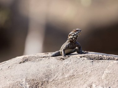 Sabahı bir kayaya oturan ve güneşin tadını çıkarma siyah kertenkele.