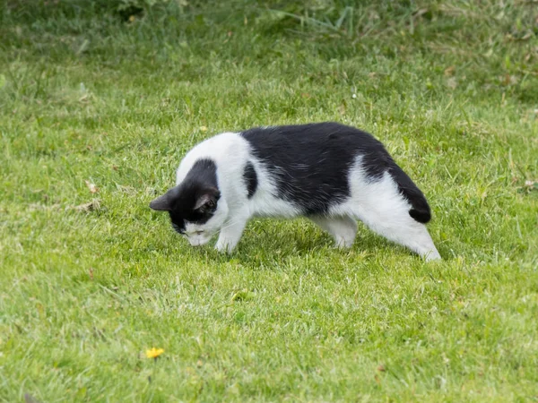 Een honger zwart-witte kat op zoek naar voedsel in groene gras — Stockfoto