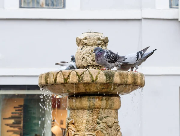 Las palomas se bañan en la fuente en la calle Nicolae Balcrscu en la ciudad de Sibiu en Rumania — Foto de Stock