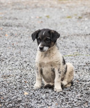 Küçük bir siyah ve beyaz köpek yavrusu bulutlu gün ezilmiş taş üzerine oturur.