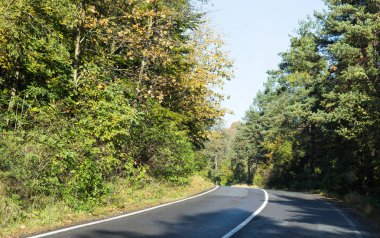 Romanya'da Bükreş şehir yakınındaki Karpat Dağları'nın eteklerinde orman geçen yol