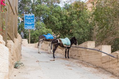 Turistler Mitzpe Yeriho İsrail yakınındaki beklentisiyle St. George Hosevit (Mar Jarvis) Manastırı geçidin yakınlarında saddles ile bağlı eşekler standı