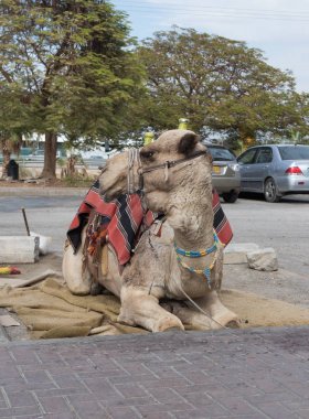 Dekoratif deve ziyaretçiler için bekleyen yalan dinlenme bir battaniye ile dekore edilmiş