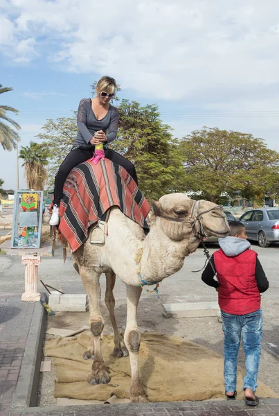 Deve sürücüsü bir ziyaretçi bir deveye Yeriho İsrail'de rulo
