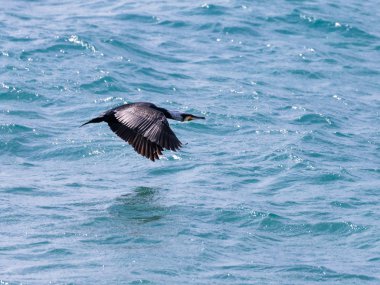 AK başlı karabatak düşük Akdeniz av bulmak için üzerinde uçar.