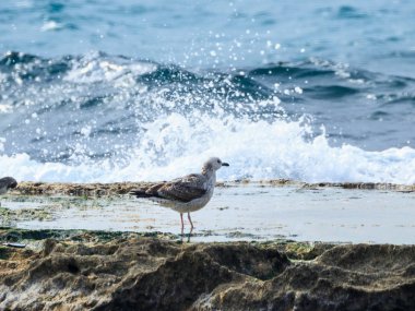 Akdeniz martı Larus - michahellis - Akdeniz kıyısında buzlu ayakta erken sabah güneşin tadını çıkarma