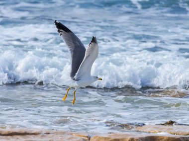 Akdeniz üzerinde alçaktan uçuyordu ve yiyecek arayan Akdeniz martı Larus - michahellis-