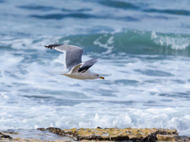 Akdeniz üzerinde alçaktan uçuyordu ve yiyecek arayan Akdeniz martı Larus - michahellis-