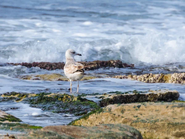 Akdeniz martı Larus - michahellis - Akdeniz kıyısında buzlu ayakta erken sabah güneşin tadını çıkarma