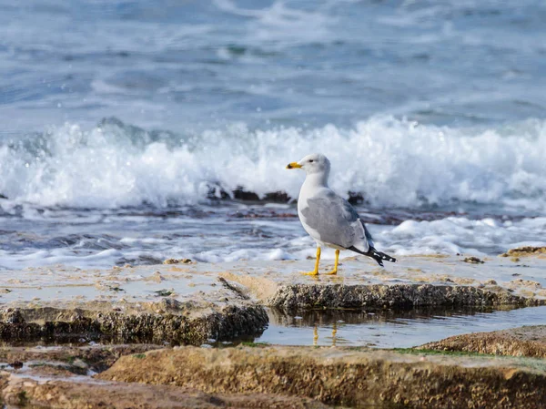 Akdeniz martı Larus - michahellis - Akdeniz kıyısında buzlu ayakta erken sabah güneşin tadını çıkarma