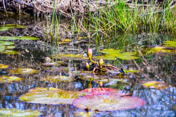 Lirios de agua despertando temprano en la mañana en un estanque — Foto de Stock