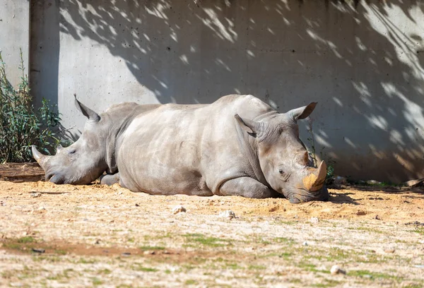 Deux rhinocéros (Rhinocerotidae) se reposent au soleil après avoir mangé dans le parc Safari Ramat Gan, Israël — Photo