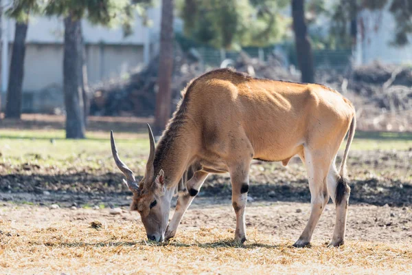 L'antilope impala (Aepyceros melampus) à la recherche de nourriture sur le terrain dans le parc Safari Ramat Gan, Israël — Photo