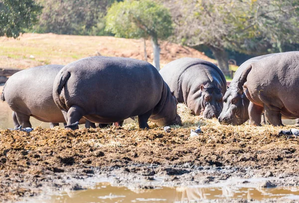 Několik Hypopotamuses hledat něco k snědku v bažinách — Stock fotografie