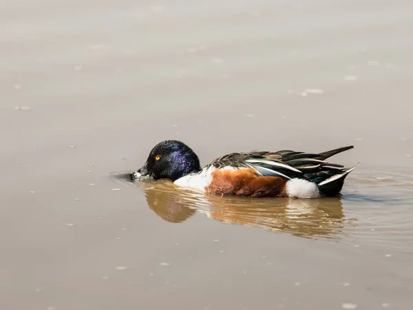 A férfi búvár kacsa élelmet keresve a vízen — Stock Fotó