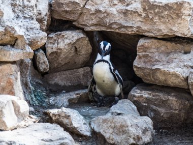 Bir Afrika penguen standları ve güneşli bir dinlenme