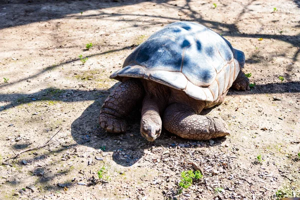 A large  earth turtle crawls on the ground on a sunny day — Stock Photo, Image