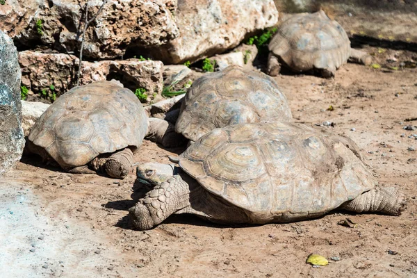 Четыре больших земных черепахи лежат и отдыхают на земле в солнечный день — стоковое фото