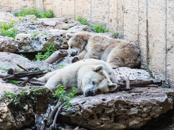 Bir güneşli gün ve geri kalan iki kutup ayıları buzlu gölgede yalan — Stok fotoğraf