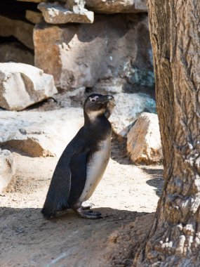Bir Afrika penguen standları ve güneşli bir dinlenme