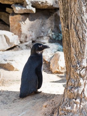 Bir Afrika penguen standları ve güneşli bir dinlenme
