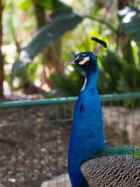 Güneşli bir günde dinlenme bir tavus kuşu erkek başkanı