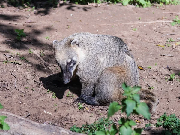 南アメリカのアカハナグマ地面に座って、晴れた日にかかっています。 — ストック写真