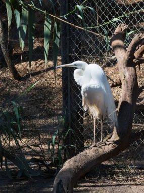 Beyaz leylek ağaçlarının gölgesinde bir ağaç üzerinde duruyor ve avlarına bakıyor