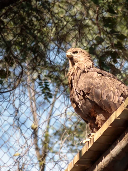 Kerkenez - Falco tinnunculus - ağaçlarının ahşap bir gölgelik oturur ve avlarına bakıyor — Stok fotoğraf