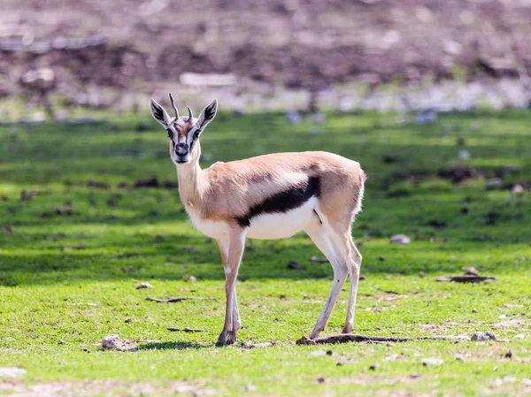 One Thomson's gazelle (Eudorcas thomsonii) stands on the pasture and looks around — Stock Photo, Image