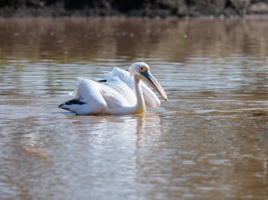 Beyaz Pelikan güneşli bir günde kanatlarını yayılıyor ve yiyecek aramaya su üzerinde yüzer