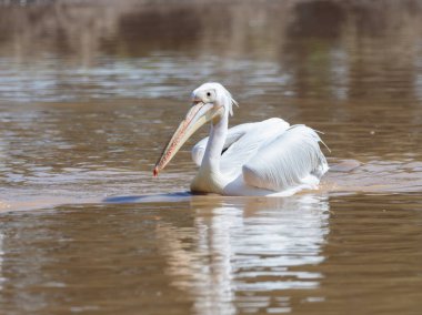 Beyaz Pelikan ve güneşli bir günde su üzerinde yelken yemek için görünüyor