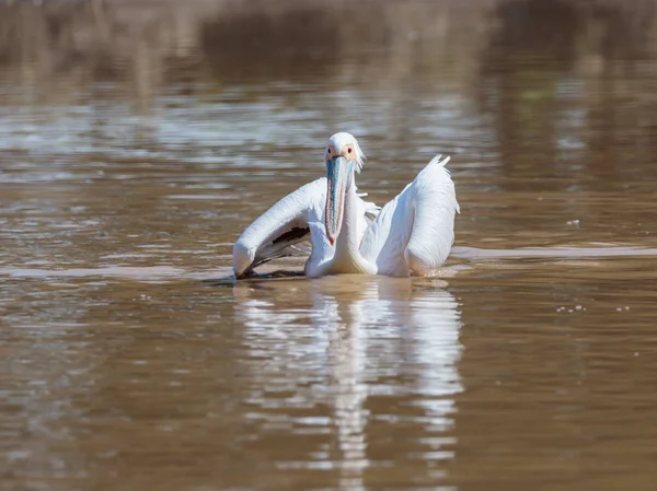 Witte pelikaan stekken op water verspreiden zijn vleugels op een zonnige dag en op zoek naar voedsel — Stockfoto