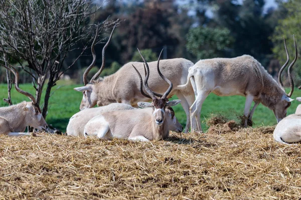 Un troupeau d'oryx arabe ou d'oryx blanc (Oryx leucoryx) se repose par une journée ensoleillée — Photo