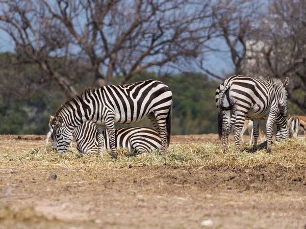 The herd  of Zebras looking for food on the ground — Stock Photo, Image