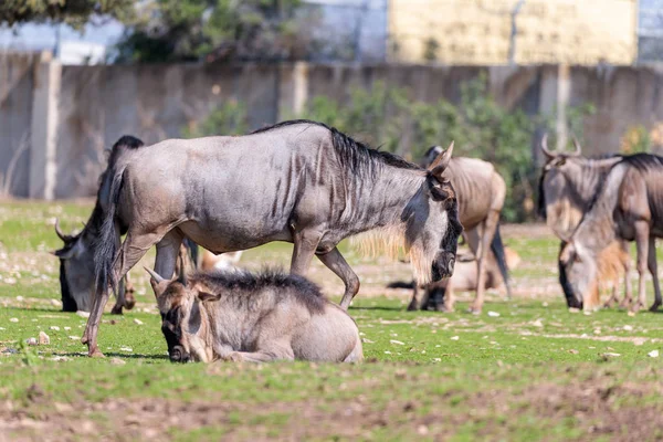 The herd of wildebeest, also called gnus (Connochaetes) looking for food on the ground — Stock Photo, Image