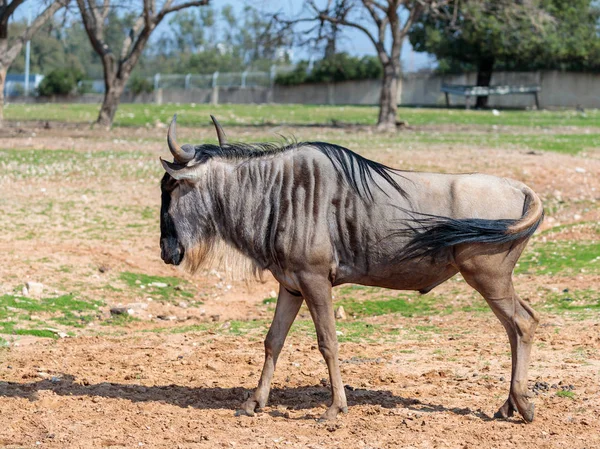 Un gnous, aussi appelé gnus (Connochètes), parcourt la terre par une journée ensoleillée et regarde autour de lui. — Photo