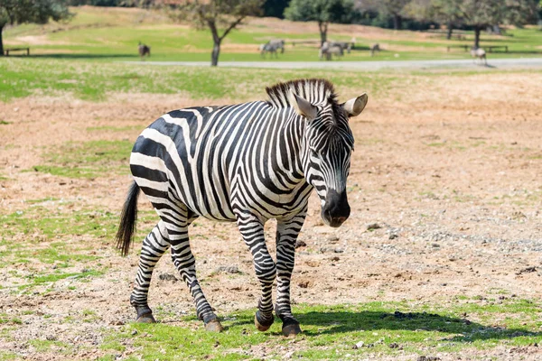 One Zebra  walks the earth on a sunny day and looks around — Stock Photo, Image