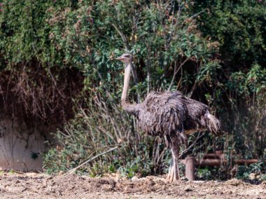 Yeşil çalılar ortasında güneşli bir güneşli bir dişi deve kuşu (Struthio camelus) standları