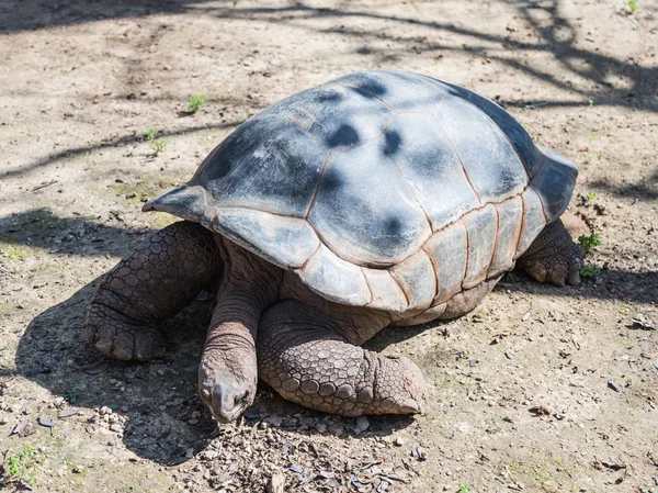 A large  earth turtle crawls on the ground on a sunny day — Stock Photo, Image