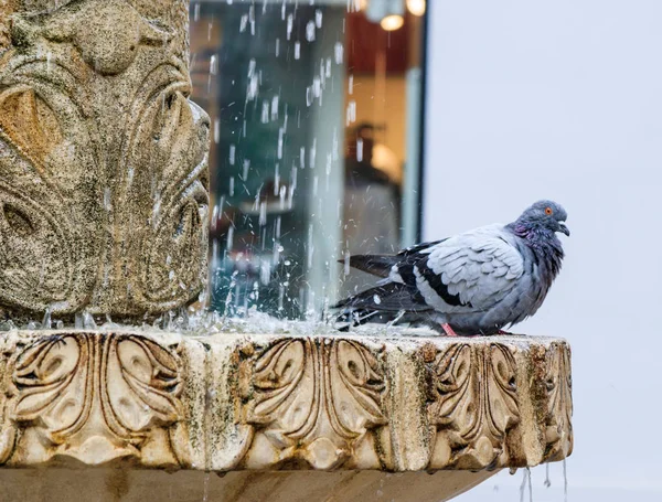 ハトは、ルーマニアのシビウ市ニコラエ Balcrscu 通りにある噴水で水浴び — ストック写真