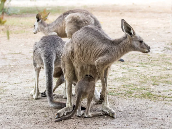 Kanguru güneşli bir günde üzerinde zemin standı ve gıda için arıyoruz — Stok fotoğraf