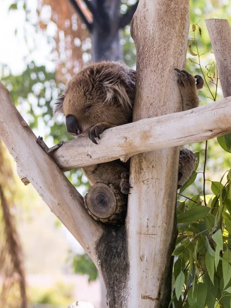 Koala duerme en árboles talados en el parque de canguros Gan Guru en Kibutz Nir David en Israel — Foto de Stock