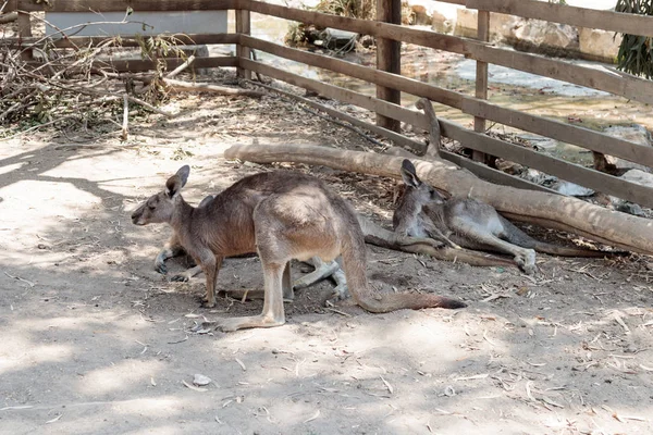 袋鼠在地面和休息在澳大利亚动物园甘大师在基布兹近红外光谱的大卫，在以色列躺在晴朗的一天 — 图库照片