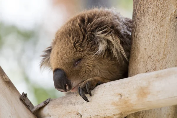 Koala duerme en árboles talados en el parque de canguros Gan Guru en Kibutz Nir David en Israel — Foto de Stock